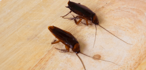 cockroaches brisbane