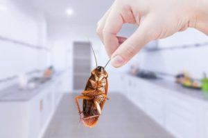 cockroaches in Brisbane