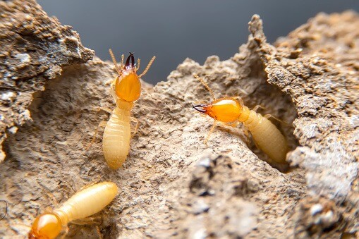 Termites in Brisbane
