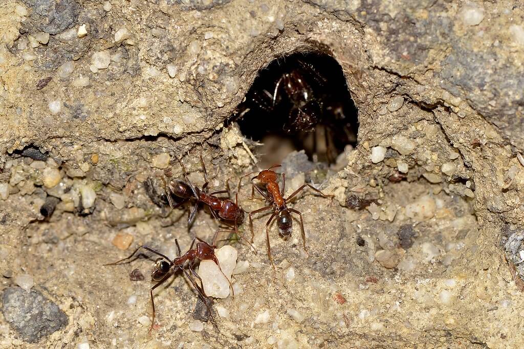 ant pest control Brisbane