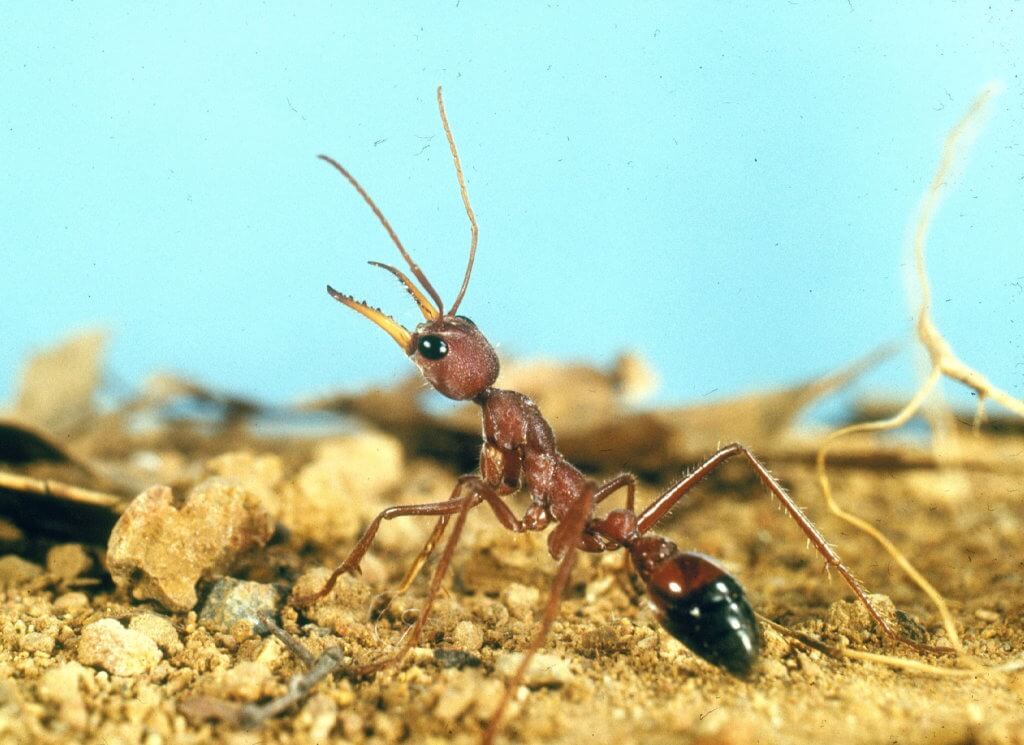Bull Ants in Brisbane