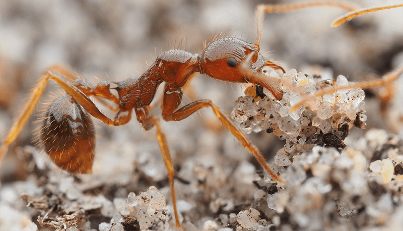 ants in Brisbane
