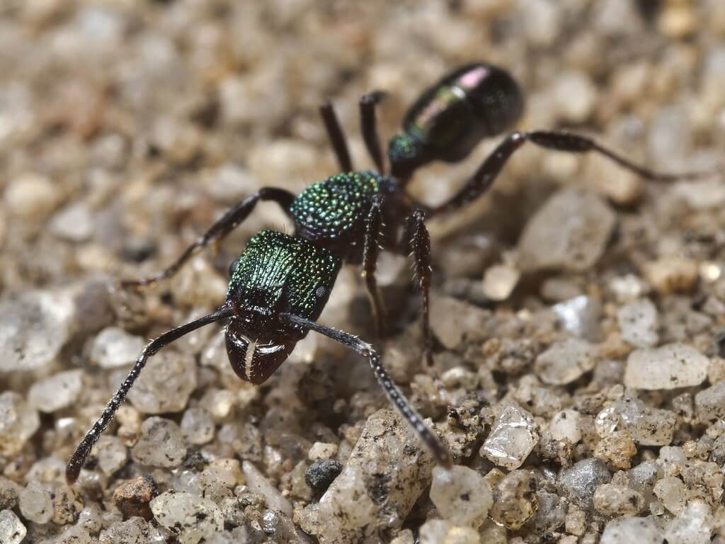 Green Ants in Brisbane