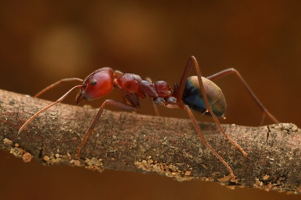 ant species in Brisbane