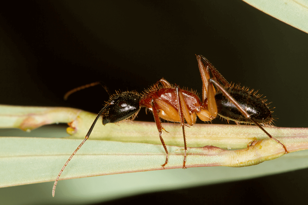 Sugar Ant in Brisbane