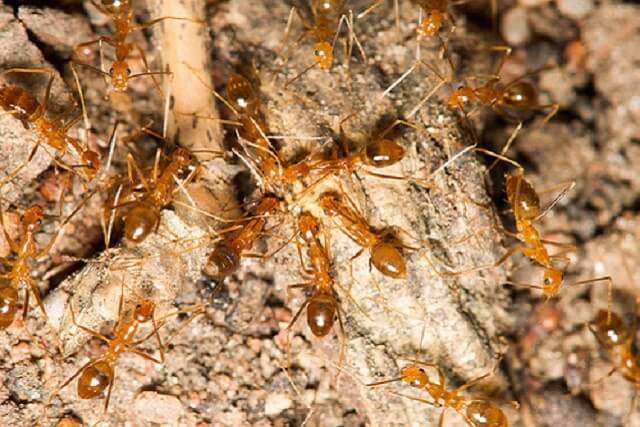 common ants found in Brisbane