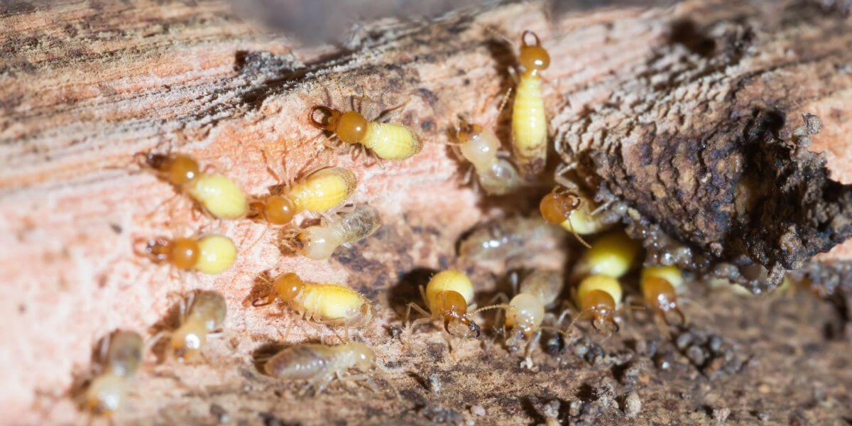 why-do-i-need-an-annual-termite-inspection-in-brisbane