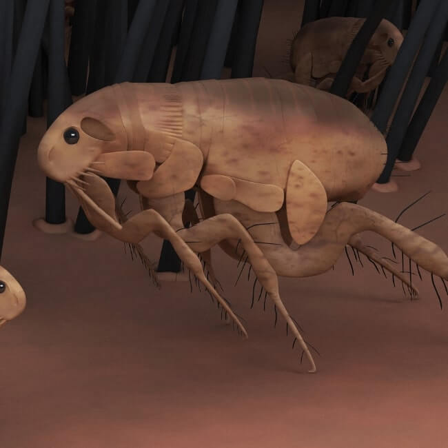 microscopic image of a flea