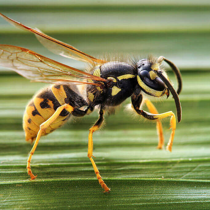 imag of wasp in brisbane