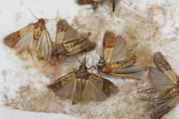 microscopic image of pantry moths
