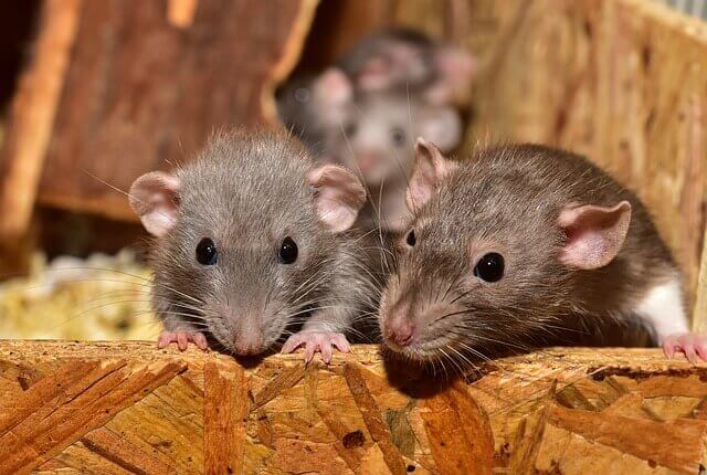 image of rodents brisbane